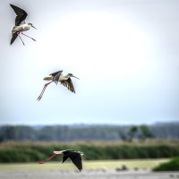 Fertö-Hanság National Park - Mekszikópuszta